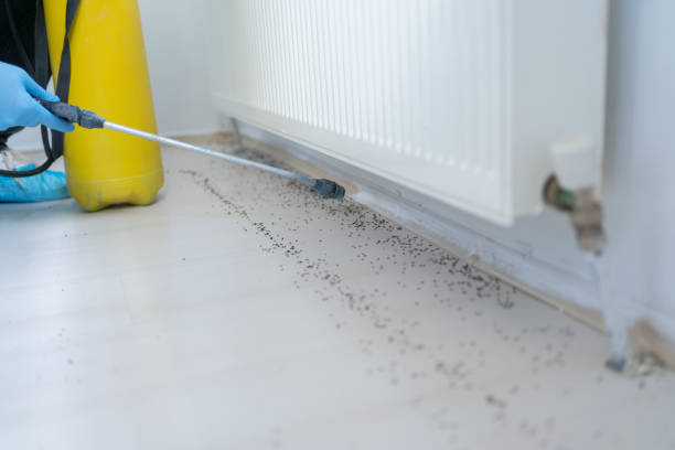 Best Ant Control Services  in El Paso, IL