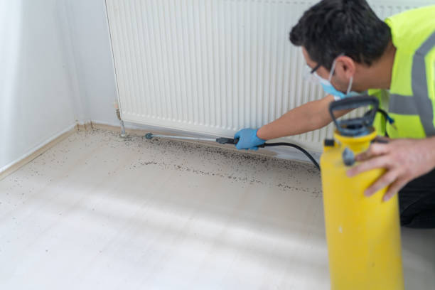 Best Flea Control Services  in El Paso, IL